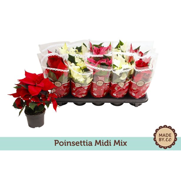 BOŽIČNA ZVEZDA BOŽIČNA ZVEZDA MIX L11