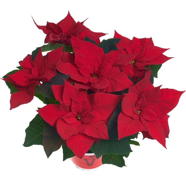 BOŽIČNA ZVEZDA VOLMARY POINSETTIA L12 MIX