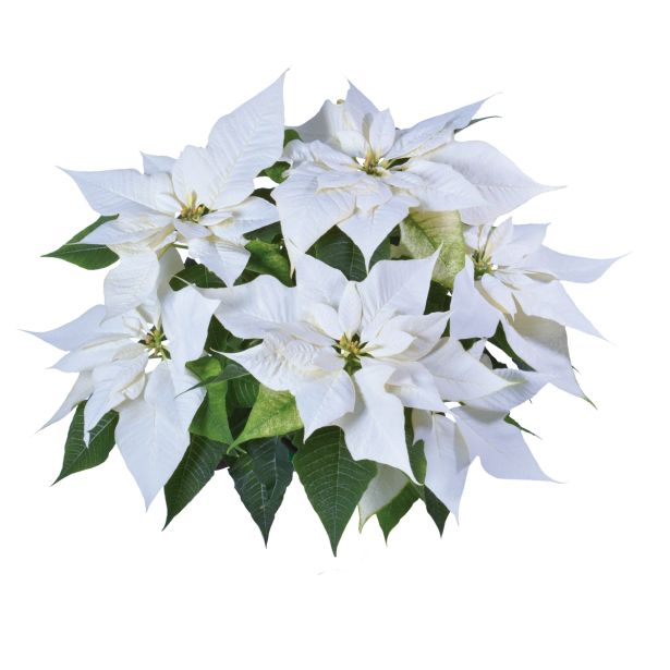 BOŽIČNA ZVEZDA VOLMARY POINSETTIA L12 MIX