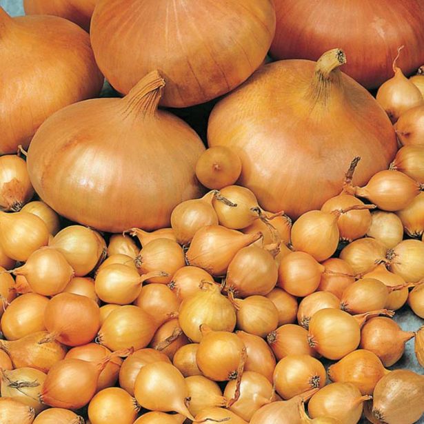 ČEBULČEK ROYAL SEEDS ČEBULČEK HOLANDSKA 500G RS