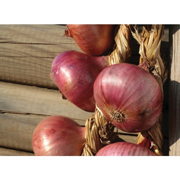 ČEBULČEK ROYAL SEEDS ČEBULČEK PTUJSKA 500G RS