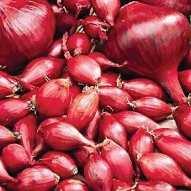 ČEBULČEK ROYAL SEEDS ČEBULČEK RED B. 500G RS