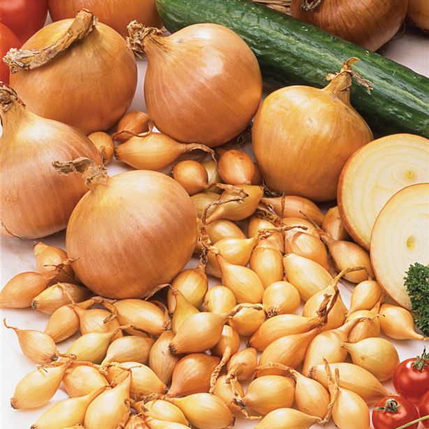 ČEBULČEK ROYAL SEEDS ČEBULČEK STURON 500G RS