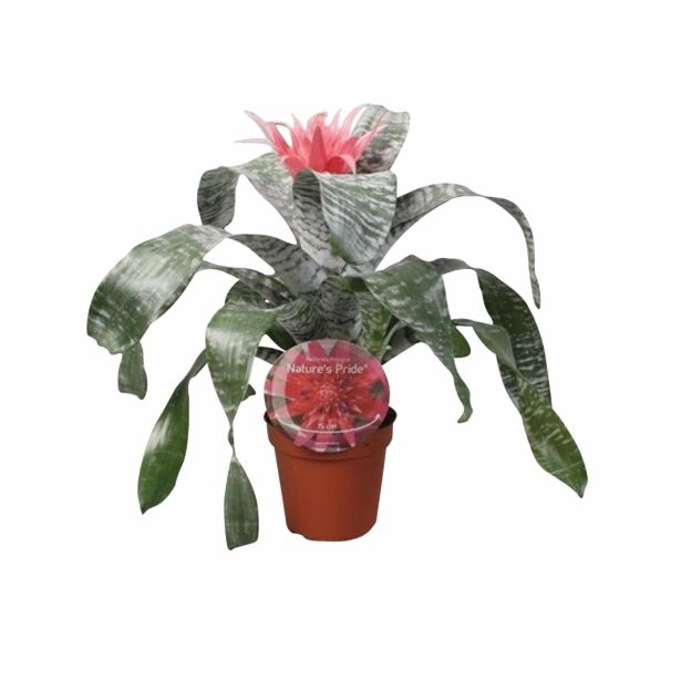 CVETOČA RASTLINA AECHMEA NATURE