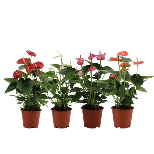 CVETOČA RASTLINA ANTHURIUM ANDREANUM LOVE L14
