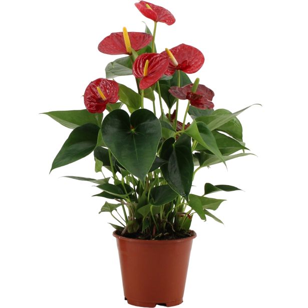 CVETOČA RASTLINA ANTHURIUM ANDREANUM LOVE L14
