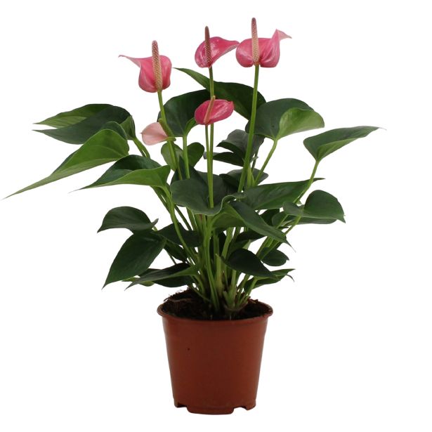 CVETOČA RASTLINA ANTHURIUM ANDREANUM LOVE L14