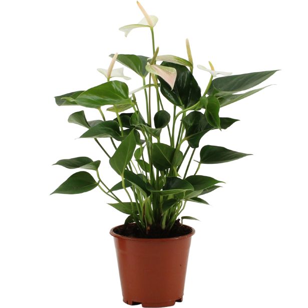 CVETOČA RASTLINA ANTHURIUM ANDREANUM LOVE L14