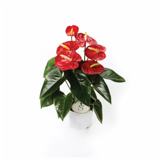 CVETOČA RASTLINA ANTHURIUM ANDREANUM RED CHAMPION