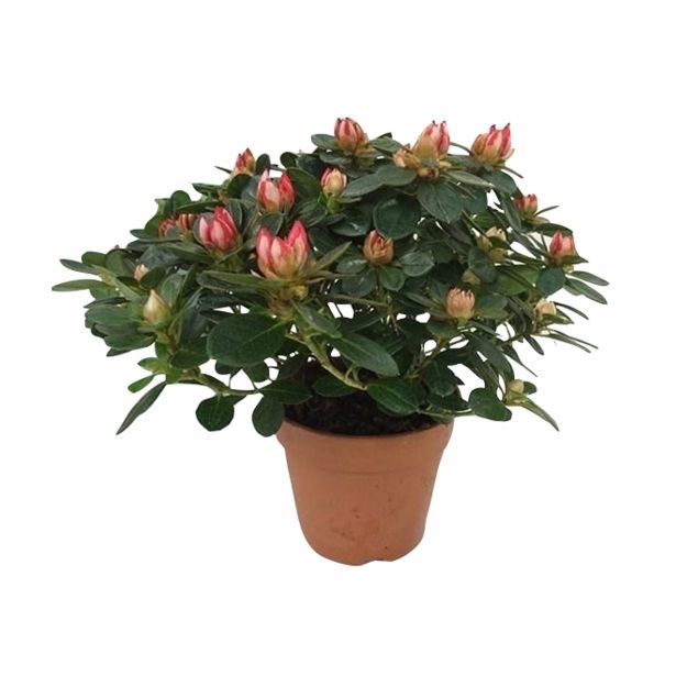 CVETOČA RASTLINA AZALEA FLANDRESSE