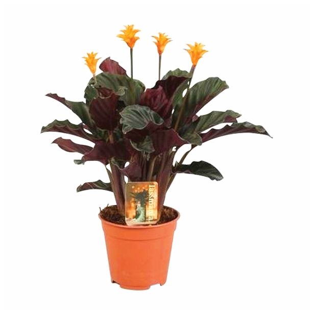 CVETOČA RASTLINA CALATHEA CROCATA