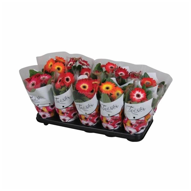 CVETOČA RASTLINA GERBERA TWISTER MIX