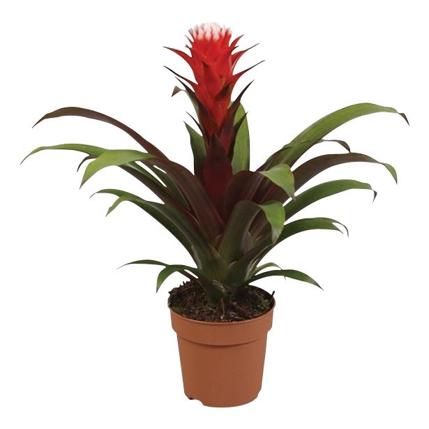 CVETOČA RASTLINA GUZMANIA HOPE