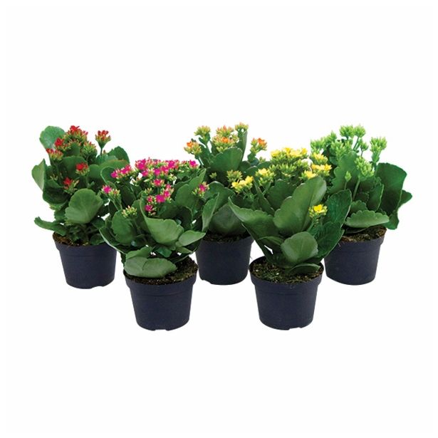 CVETOČA RASTLINA KALANCHOE MIX