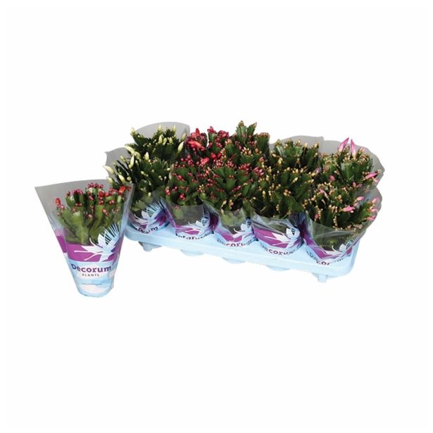 CVETOČA RASTLINA SCHLUMBERGERA MIX EXTRA