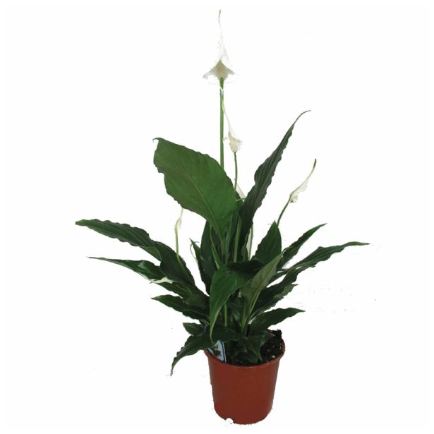 CVETOČA RASTLINA SPATHIPHYLLUM SWEET CHICO
