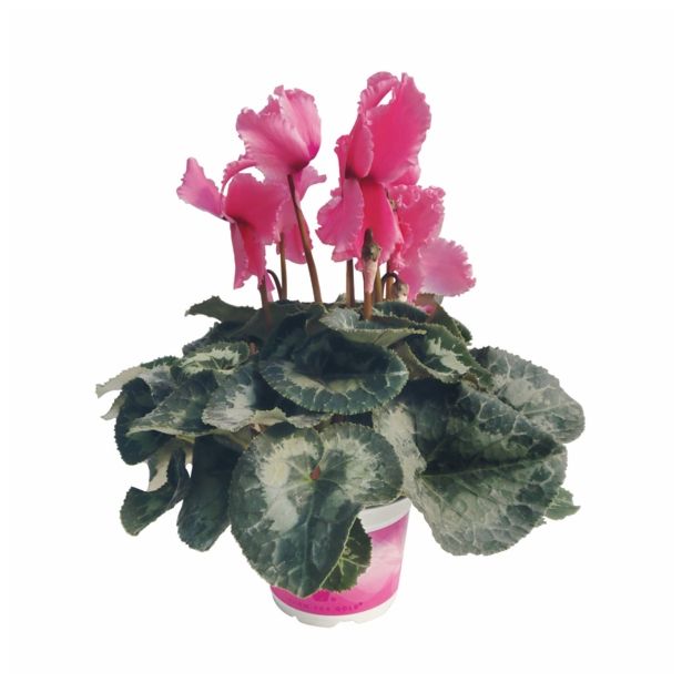 CVETOČA RASTLINA VOLMARY CYCLAMEN PERSICUM ANGELITO MIDI L12 MIX