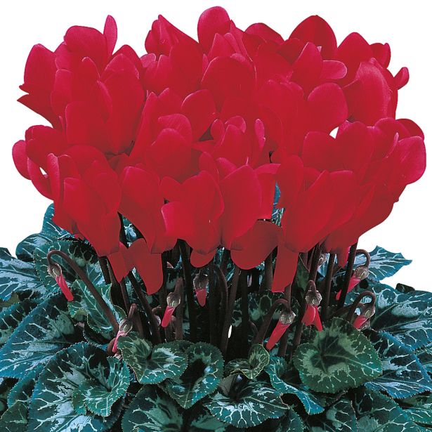 CVETOČA RASTLINA VOLMARY CYCLAMEN PERSICUM ANGELITO MIDI L12 MIX