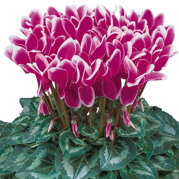 CVETOČA RASTLINA VOLMARY CYCLAMEN PERSICUM ANGELITO MIDI L12 MIX