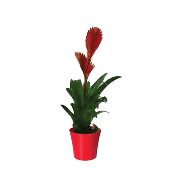 CVETOČA RASTLINA VRIESEA MIX