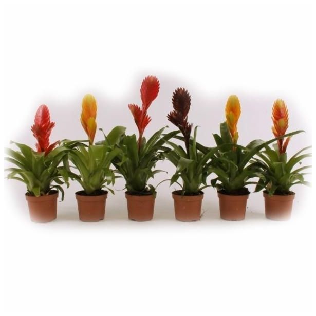CVETOČA RASTLINA VRIESEA MIX