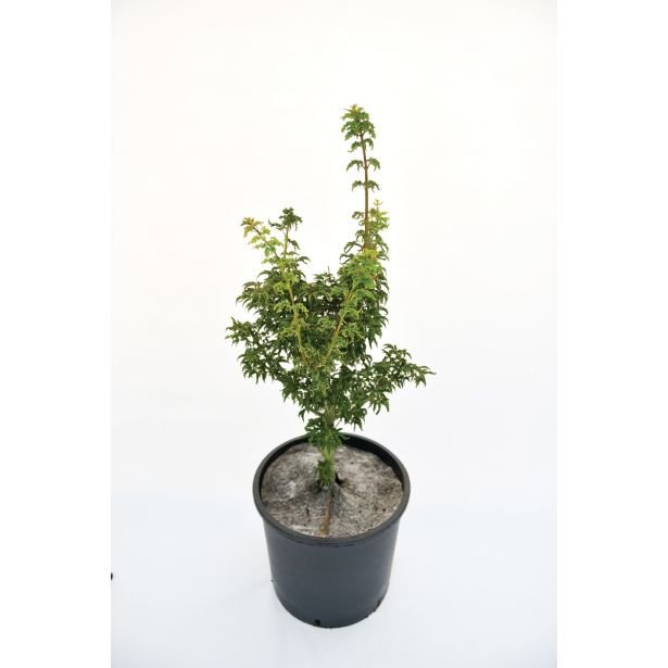 LISTAVEC PAHLJAČASTI JAVOR 'CRISPIFOLIUM' L26
