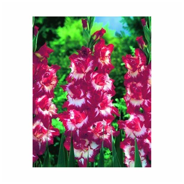 POLETI CVETOČA ČEBULICA HOLLAND BULB MARKET GLADIOLUS SPARKLER