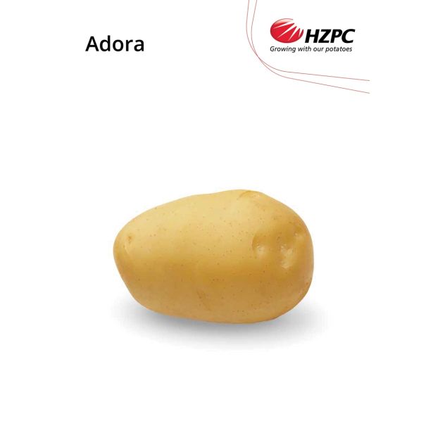 SEME KROMPIRJA ADORA 5 KG