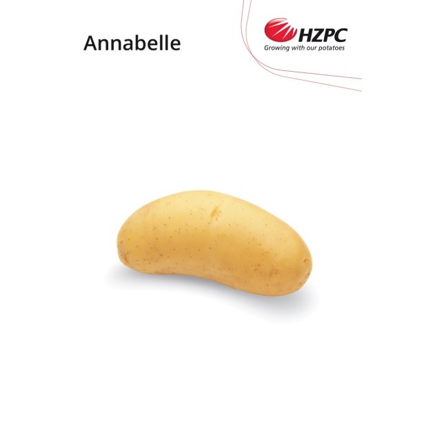 SEME KROMPIRJA KIFELJČAR ANNABELLE 2.5 KG