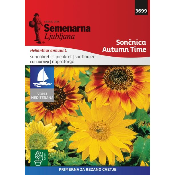 SEMENA CVETOČIH RASTLIN SEMENARNA SONČNICA ČAS JESENI MEDITERAN