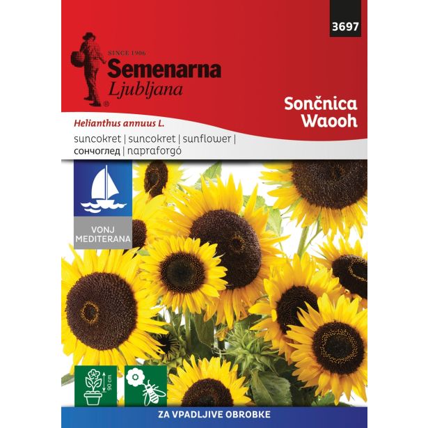 SEMENA CVETOČIH RASTLIN SEMENARNA SONČNICA WAOOH M.V. MEDITERAN 3697