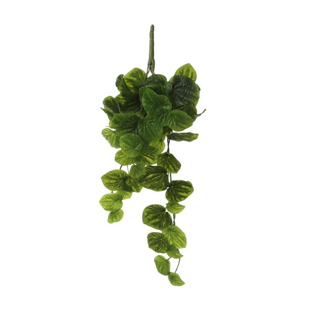 SVILENO CVETJE MICA PEPEROMIA VISEČA ZELENA D58XŠ20XP14CM