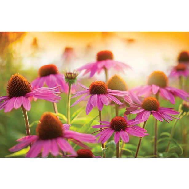 TRAJNICA VOLMARY AMERIŠKI SLAMNIK L19 ECHINACEA PURPUREA MIX