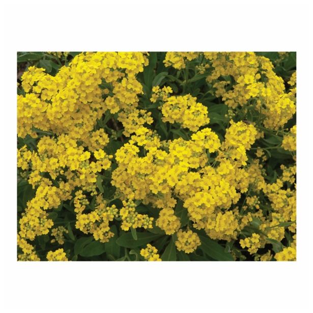 TRAJNICA VOLMARY BLAZINASTE TRAJNICE 10.5 CM MIX