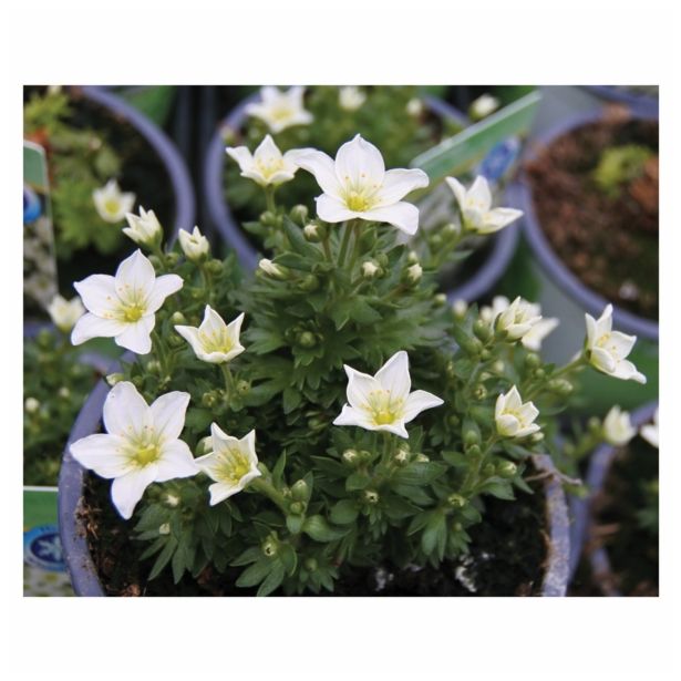 TRAJNICA VOLMARY BLAZINASTE TRAJNICE 10.5 CM MIX