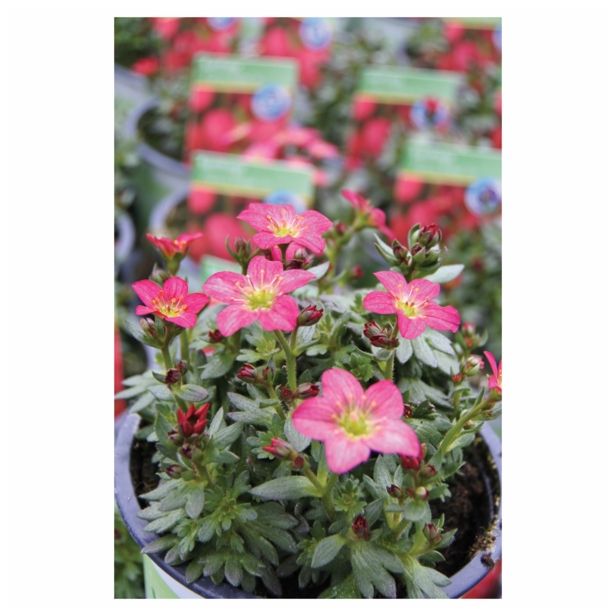 TRAJNICA VOLMARY BLAZINASTE TRAJNICE 10.5 CM MIX