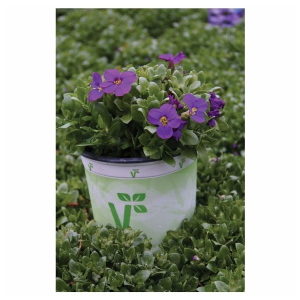 TRAJNICA VOLMARY BLAZINASTE TRAJNICE 10.5 CM MIX