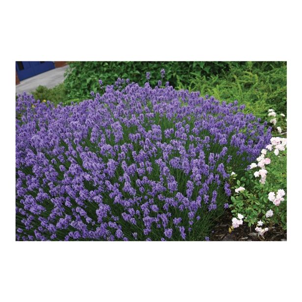 TRAJNICA VOLMARY LAVANDULA ANGUSTIFOLIA 12 HIDCOTE BLUE