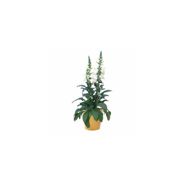 TRAJNICA VOLMARY TRAJNICE MIX LONEC 23 CM