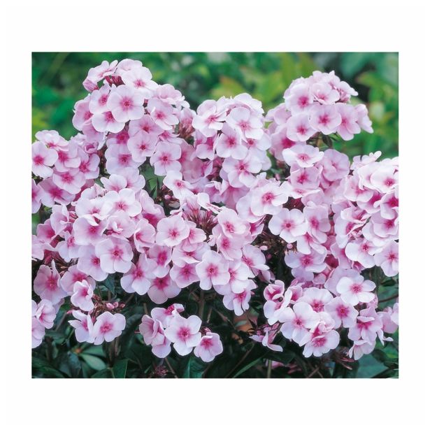 TRAJNICA VOLMARY TRAJNICE MIX LONEC 23 CM