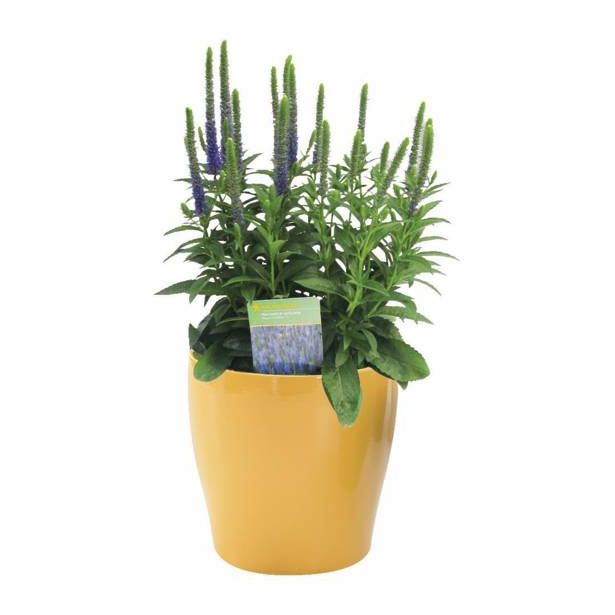 TRAJNICA VOLMARY TRAJNICE MIX LONEC 23 CM