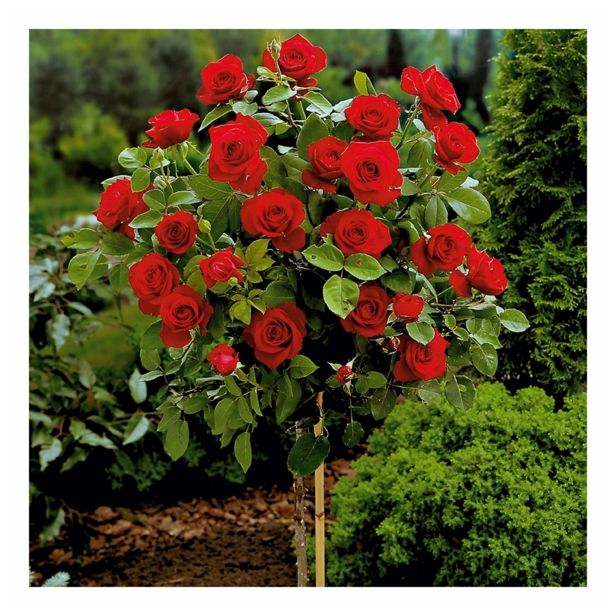 VRTNICA STEBELNA VIŠ 90CM