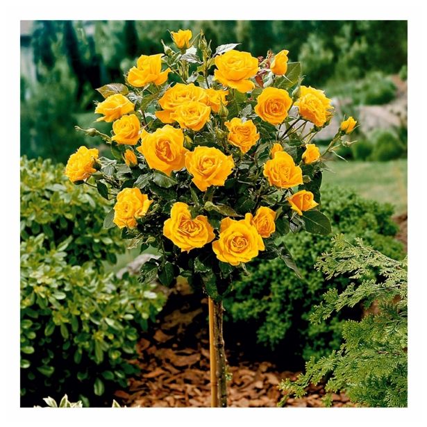 VRTNICA STEBELNA VIŠ 90CM