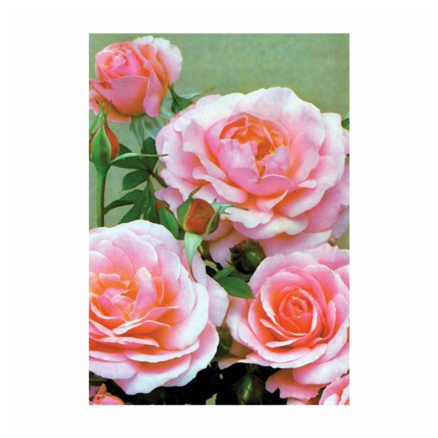 VRTNICA VRTNICA ROSA LONEC 2 L