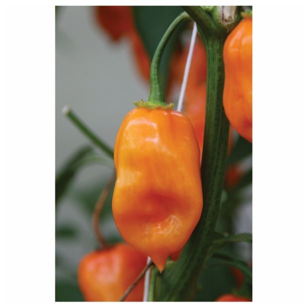 VRTNINA DOBRO & ZDRAVO ČILI ORANGE FIRE