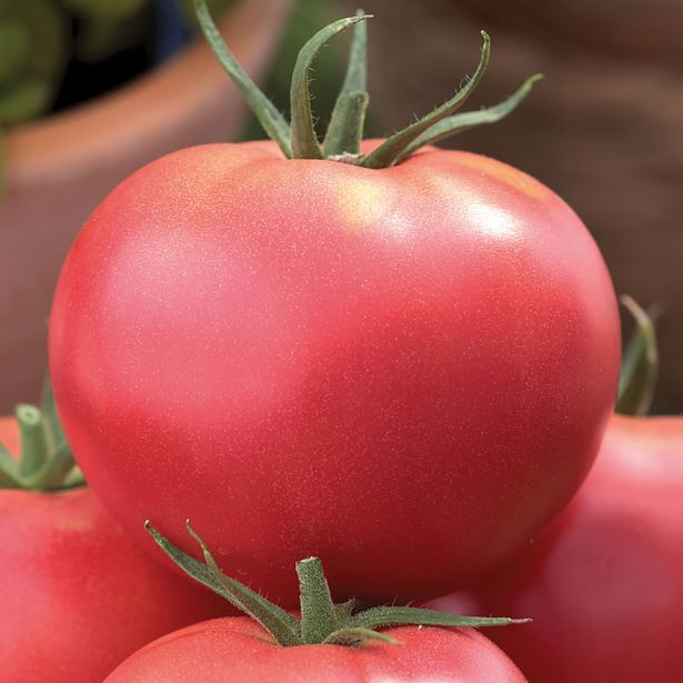 VRTNINA VOLMARY CEPLJEN PARADIŽNIK MAXI ROSE