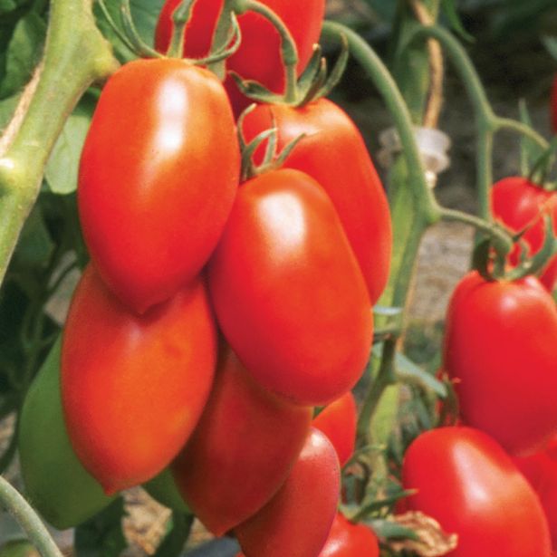 VRTNINA VOLMARY CEPLJEN PARADIŽNIK RED