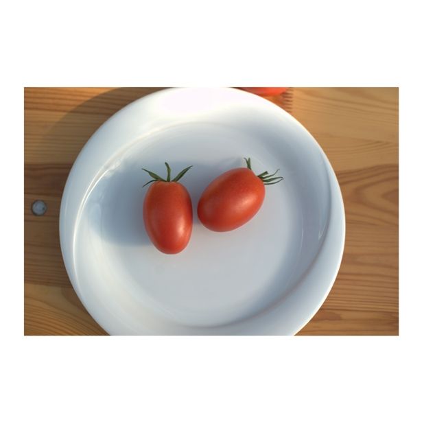 VRTNINA VOLMARY CEPLJEN PARADIŽNIK RED