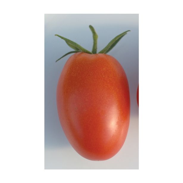 VRTNINA VOLMARY CEPLJEN PARADIŽNIK RED