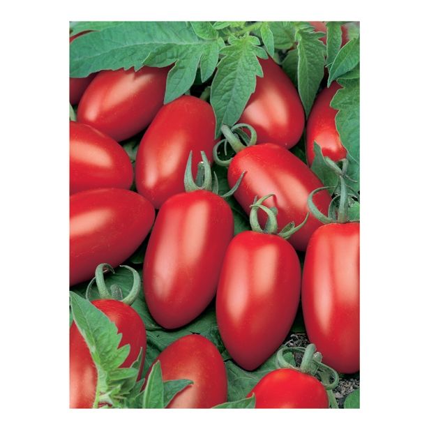 VRTNINA VOLMARY CEPLJENI PARADIŽNIK CAPRESE F1 LONEC 12 CM